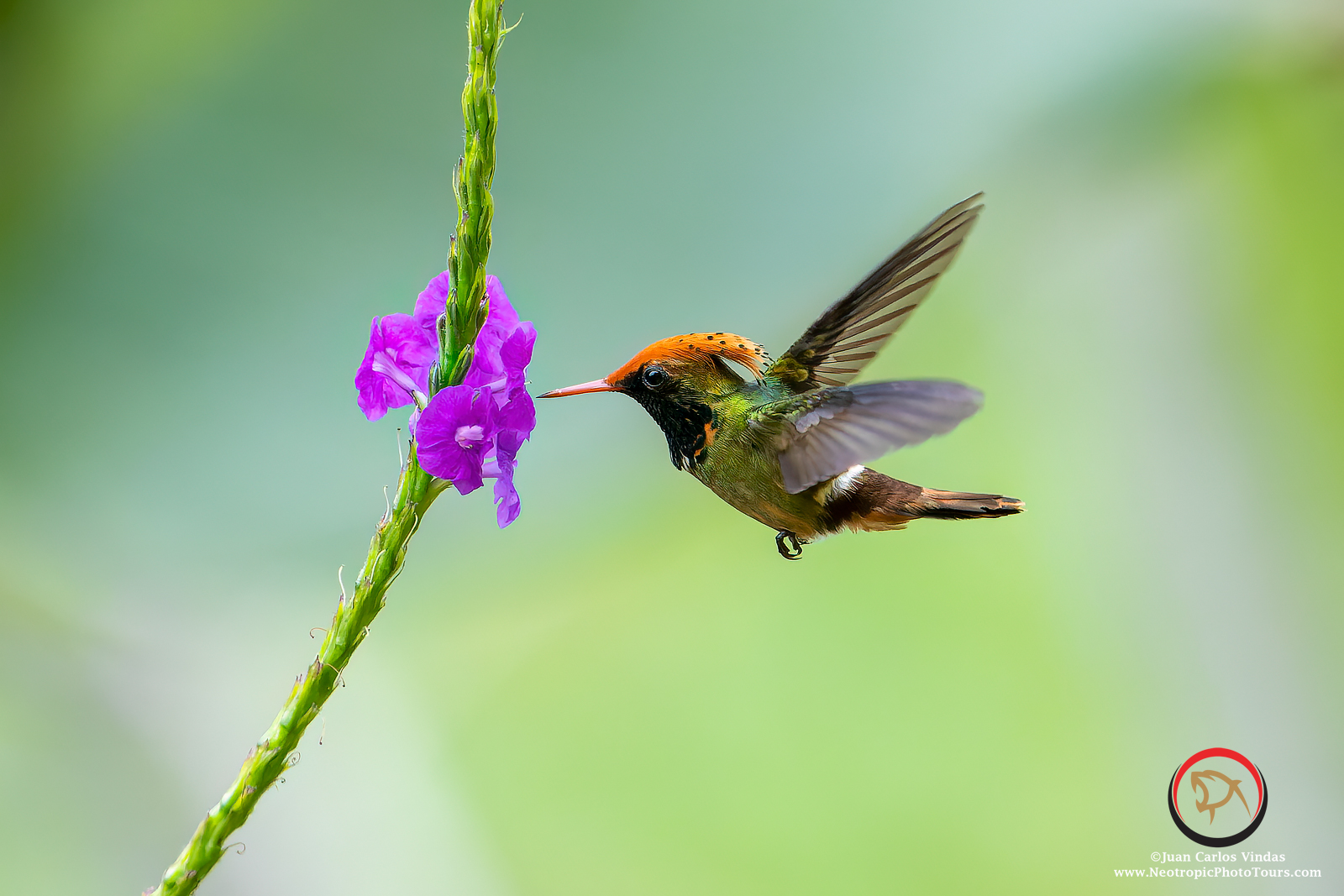 Hummingbirds of Ecuador