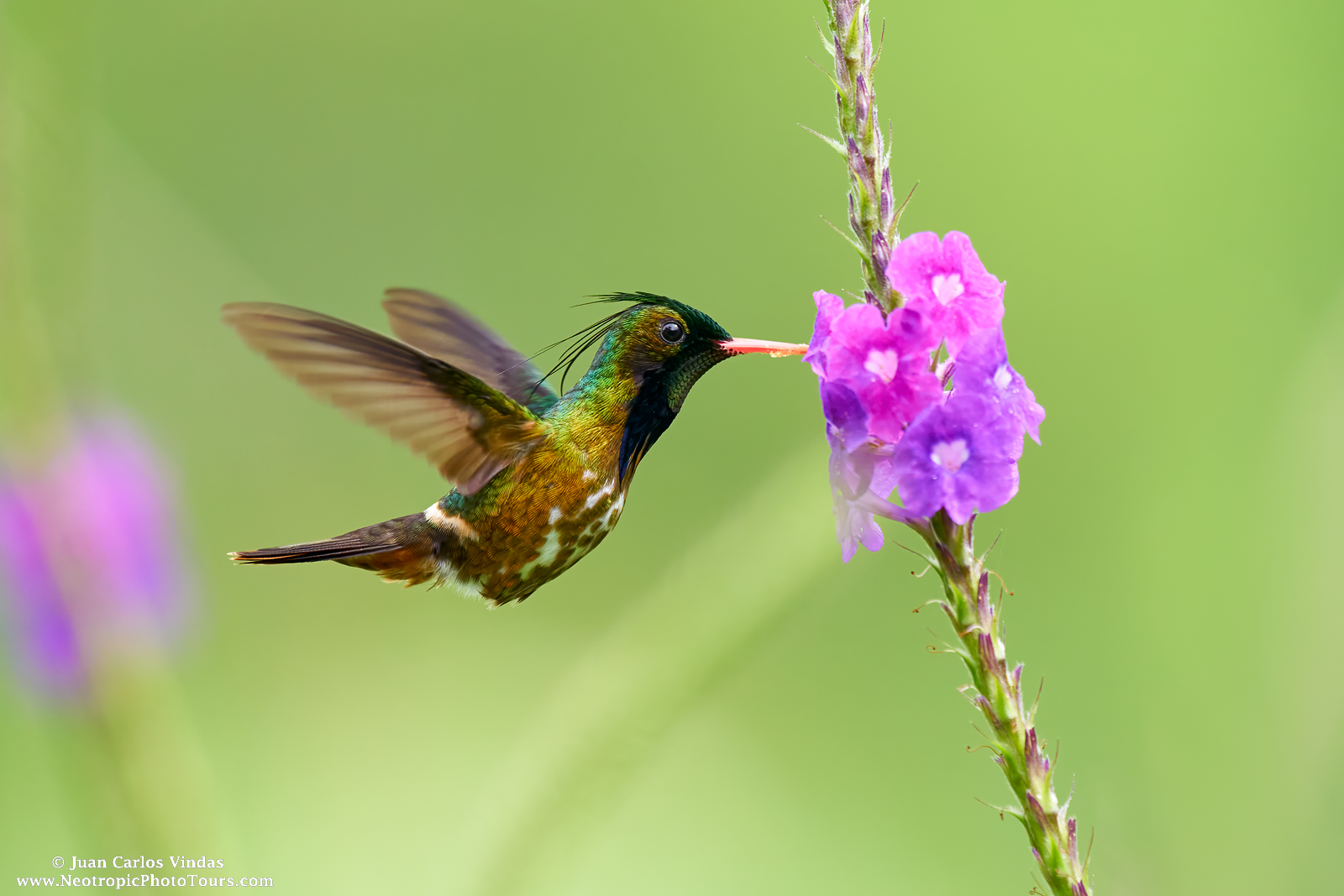 Hummingbirds of Costa Rica