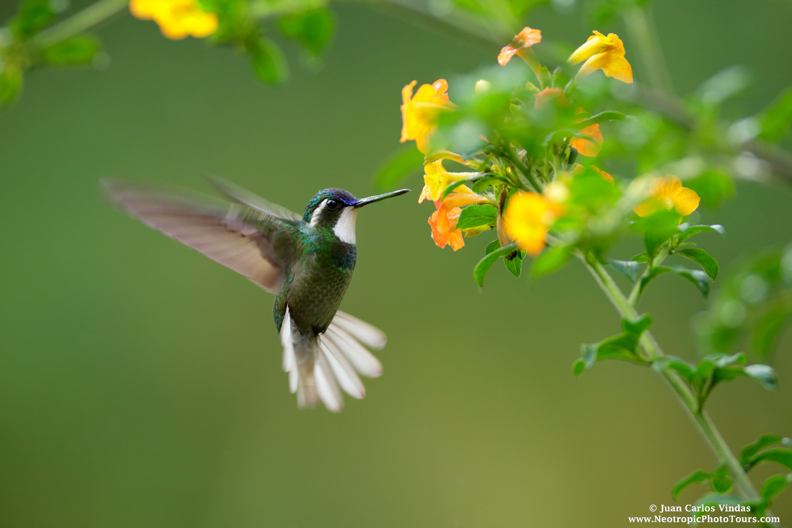 Costa Rica Favorites