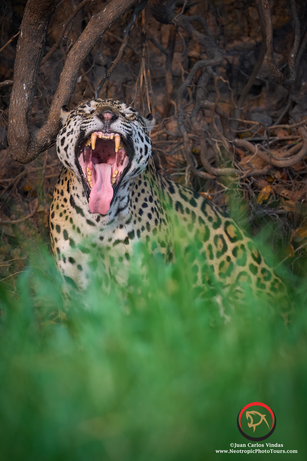 JEWELS OF PANTANAL AUG. 2024